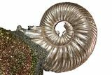 Iridescent, Pyritized Ammonite (Quenstedticeras) Fossil Display #353752-1